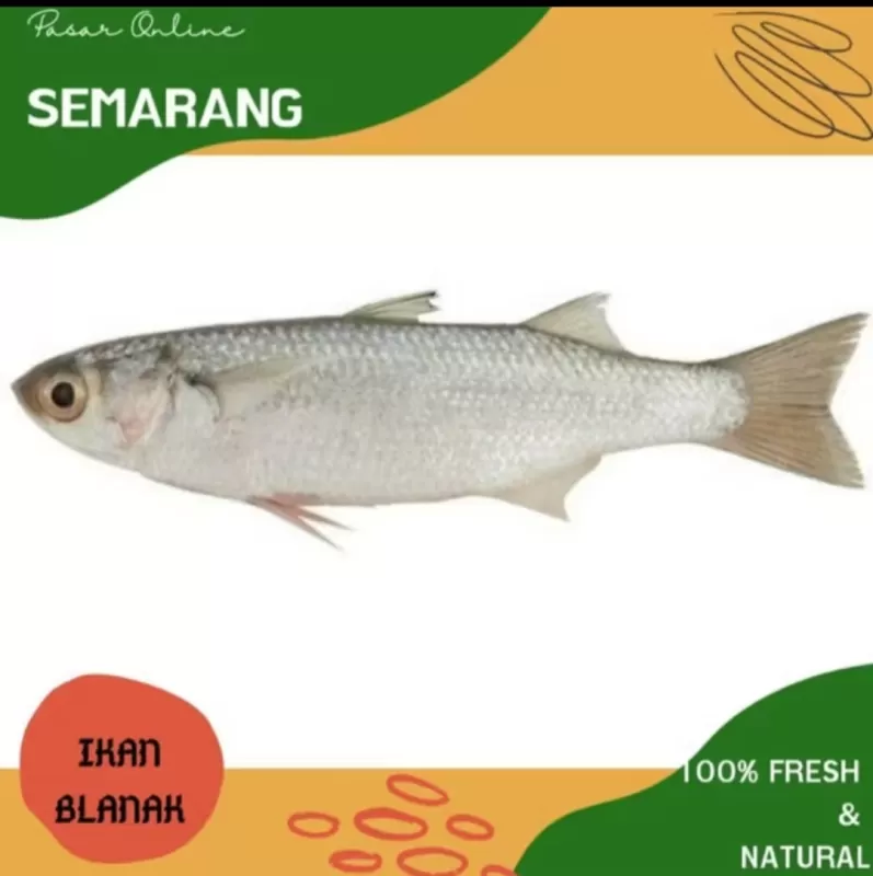 Ikan Blanak segar